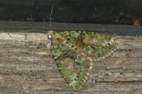 Cryphia algae