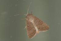 Hoplodrina ambigua