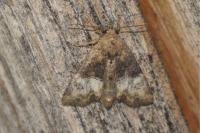 Mesoligia furuncula