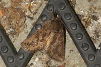 Thalpophila matura