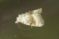 Meganola albula