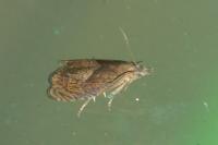 Dichrorampha simpliciana