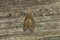 Dichrorampha simpliciana