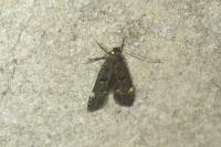 Dichomeris alacella