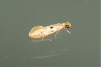 Tinea trinotella