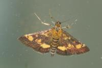 Pyrausta aurata
