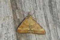 Pyrausta despicata
