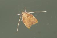 Carcina quercana