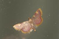 Hypsopygia costalis