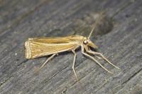Ancylolomia tentaculella