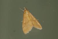 Ostrinia nubilalis