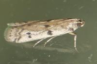 Phycitodes binaevella