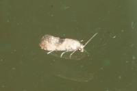 Cochylis posterana