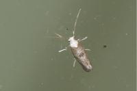 Paraswammerdamia albicapitella