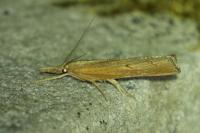 Pediasia contaminella