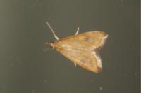 Udea ferrugalis