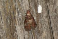 Acrobasis advenella