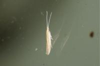 Coleophora