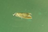 Eucosma conterminana