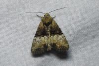 Mesoligia furuncula