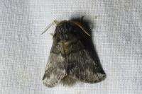 Thaumetopoea processionea