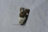 Acontia lucida
