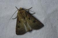 Agrotis exclamationis