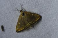 Loxostege sticticalis