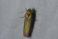 Oncocera semirubella