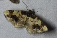 Ligdia adustata