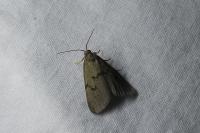 Apaidia mesogona