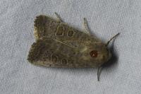 Hoplodrina ambigua