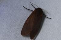 Phragmatobia fuliginosa