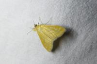 Sitochroa verticalis