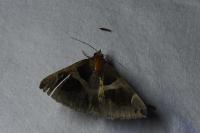 Dysgonia algira