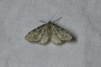 Tephronia sepiaria