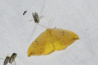 Watsonalla binaria
