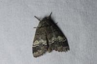 Drymonia querna