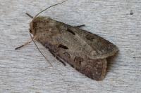 Agrotis exclamationis