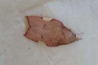 Carcina quercana
