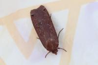 Noctua pronuba