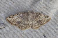 Stegania trimaculata