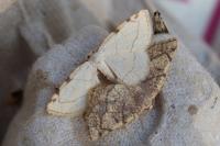 Stegania trimaculata
