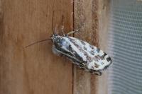 Emmelia trabealis