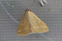 Sitochroa verticalis