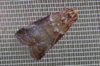 Acrobasis tumidana