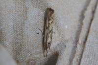 Agriphila geniculea
