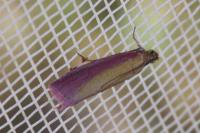 Oncocera semirubella