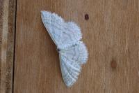 Idaea subsericeata