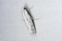 Myelois circumvoluta